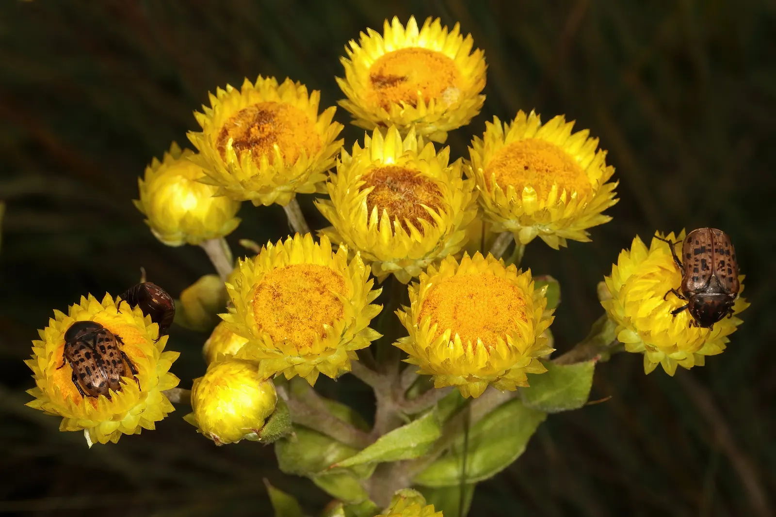 Strawflower (Helichrysum Orientale) — is a perennial herb renowned for its striking golden-yellow flowers and unique silver-green foliage; the Nana