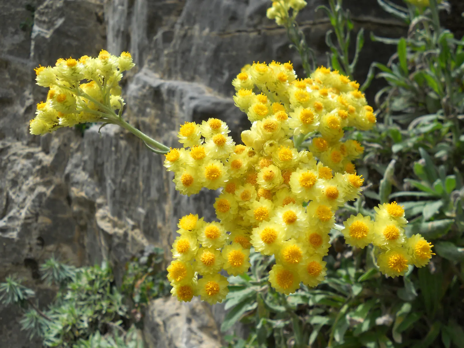 Strawflower (Helichrysum Orientale) — which bloom from mid to late summer; *Helichrysum orientale* offers not only visual appeal but also utility, image 66