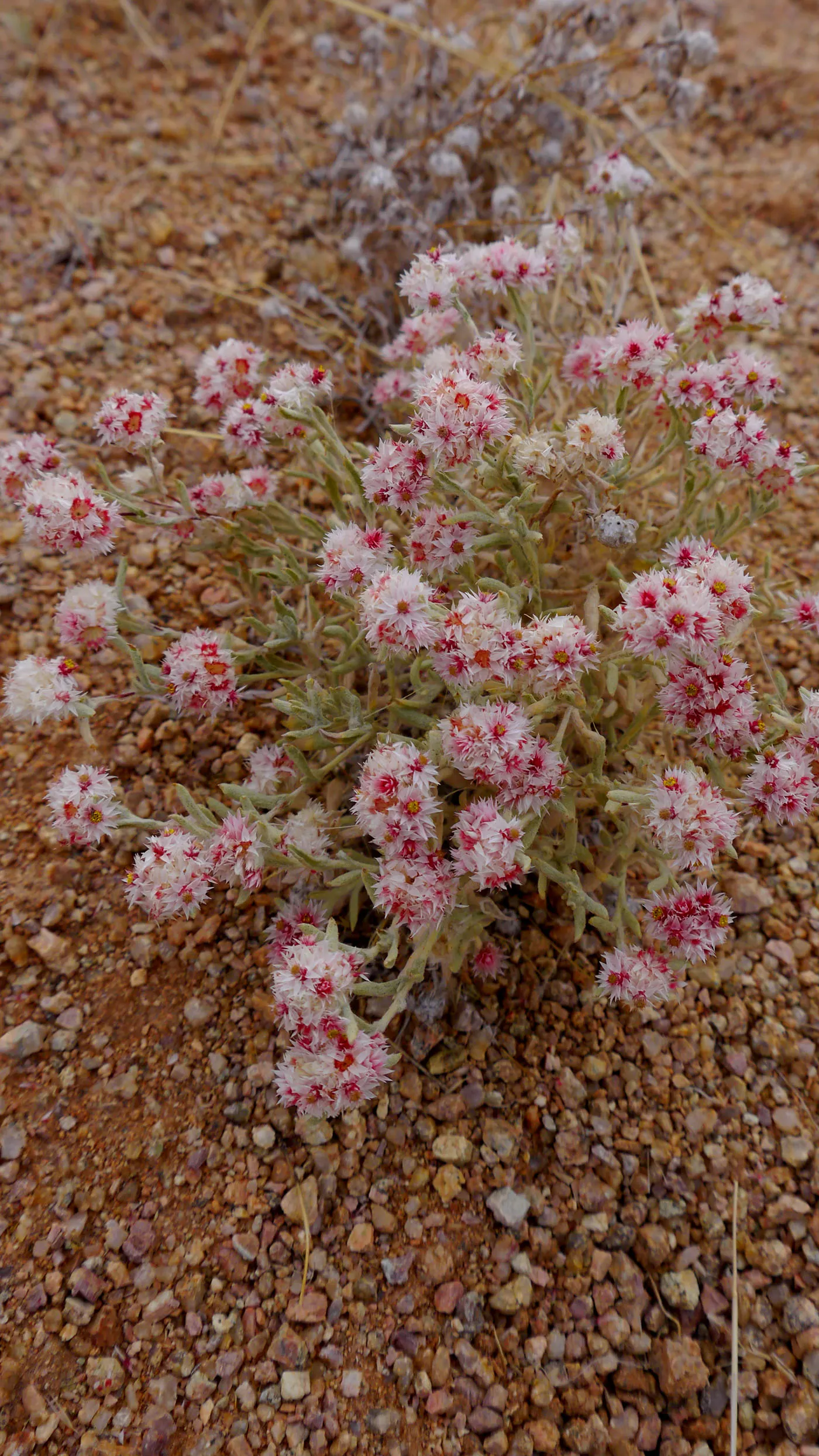 Strawflower (Helichrysum Orientale) — The plant demands well-drained soil and thrives in full sun exposure, reflecting its Mediterranean heritage