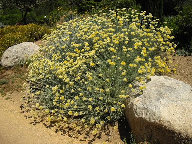 Strawflower (Helichrysum Orientale) — known scientifically as *Helichrysum orientale*; requiring minimal watering once established and being, image 59
