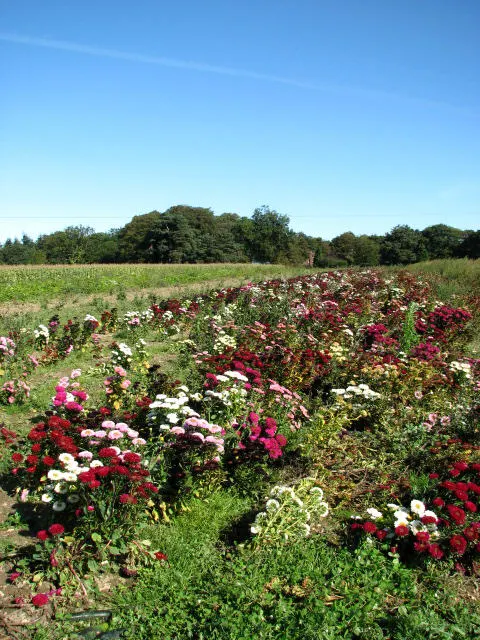 Strawflower (Helichrysum Orientale) — it\'s surprisingly hardy and can tolerate short periods of cold down to USDA zone 6; is an ideal candidate, image 65