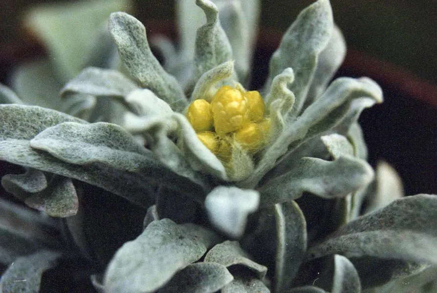 Strawflower (Helichrysum Orientale) — requiring minimal watering once established and being generally pest-resistant.<br><br>For your client
