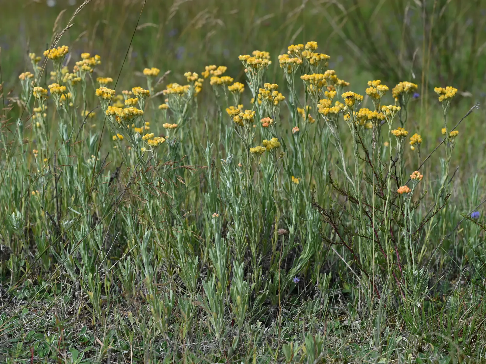 Strawflower (Helichrysum Orientale) — making it a must-have for a low-maintenance yet visually stunning garden composition; exhibiting silvery, image 75