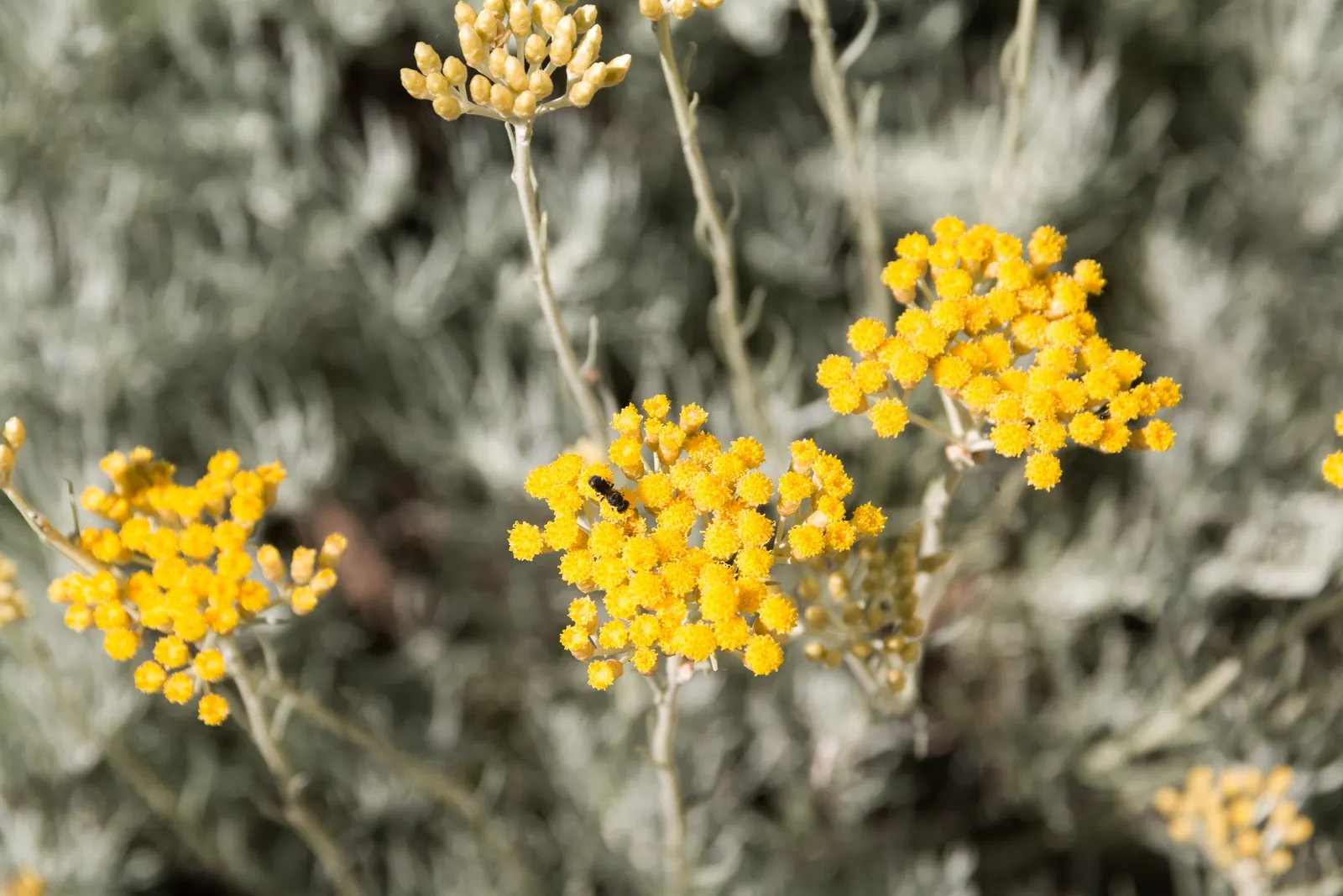 Strawflower (Helichrysum Orientale) — perennial for full; making it a must-have for a low-maintenance yet visually stunning garden composition, image 78