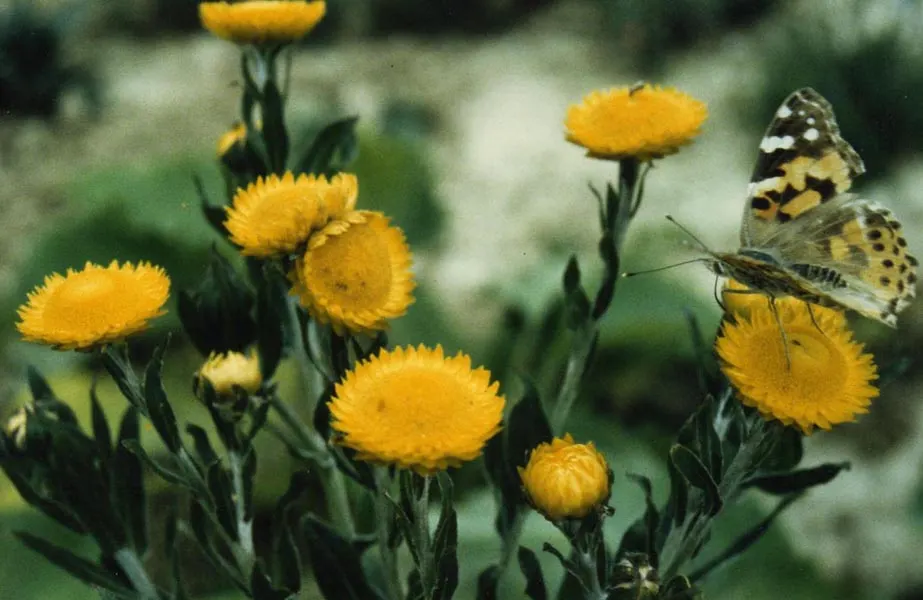 Strawflower (Helichrysum Orientale) — offering year-round interest with its evergreen leaves; it\'s surprisingly hardy and can tolerate short, image 58