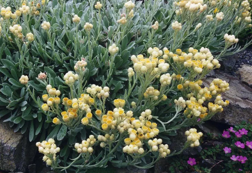Strawflower (Helichrysum Orientale) — This low-maintenance, drought-tolerant plant is ideal for rock gardens and borders; perennial with yellow blooms
