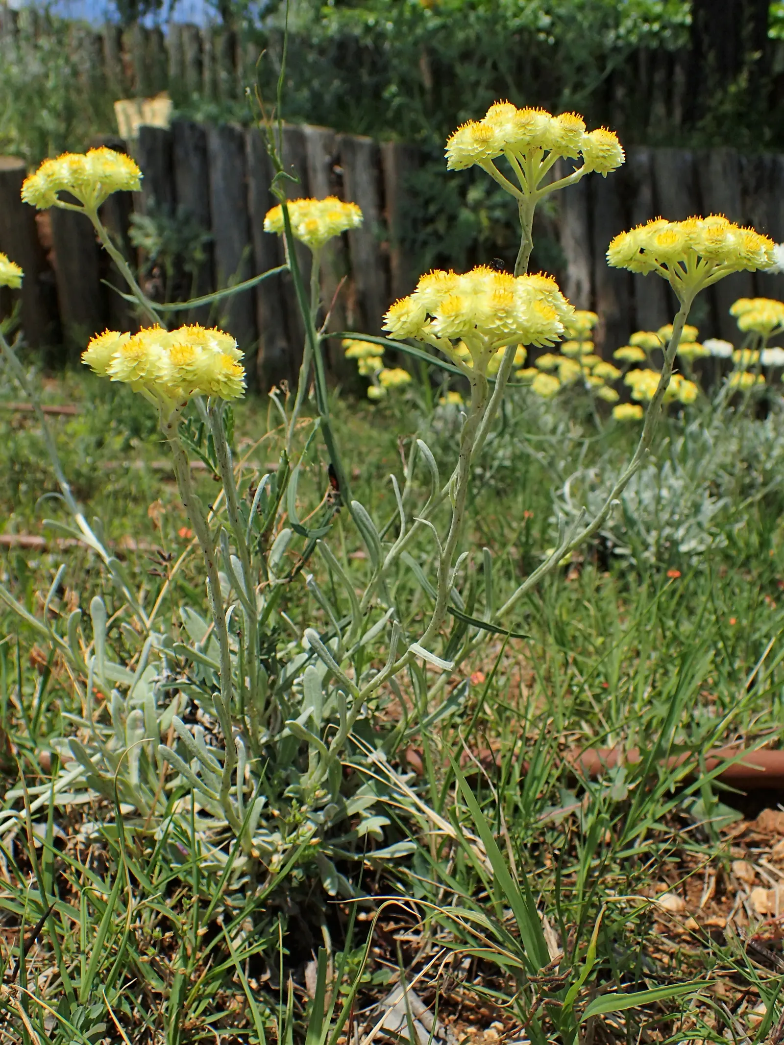 Strawflower (Helichrysum Orientale) — It sports clusters of tiny yellow flowers in summer, which attract pollinators; its aromatic leaves can be, image 55