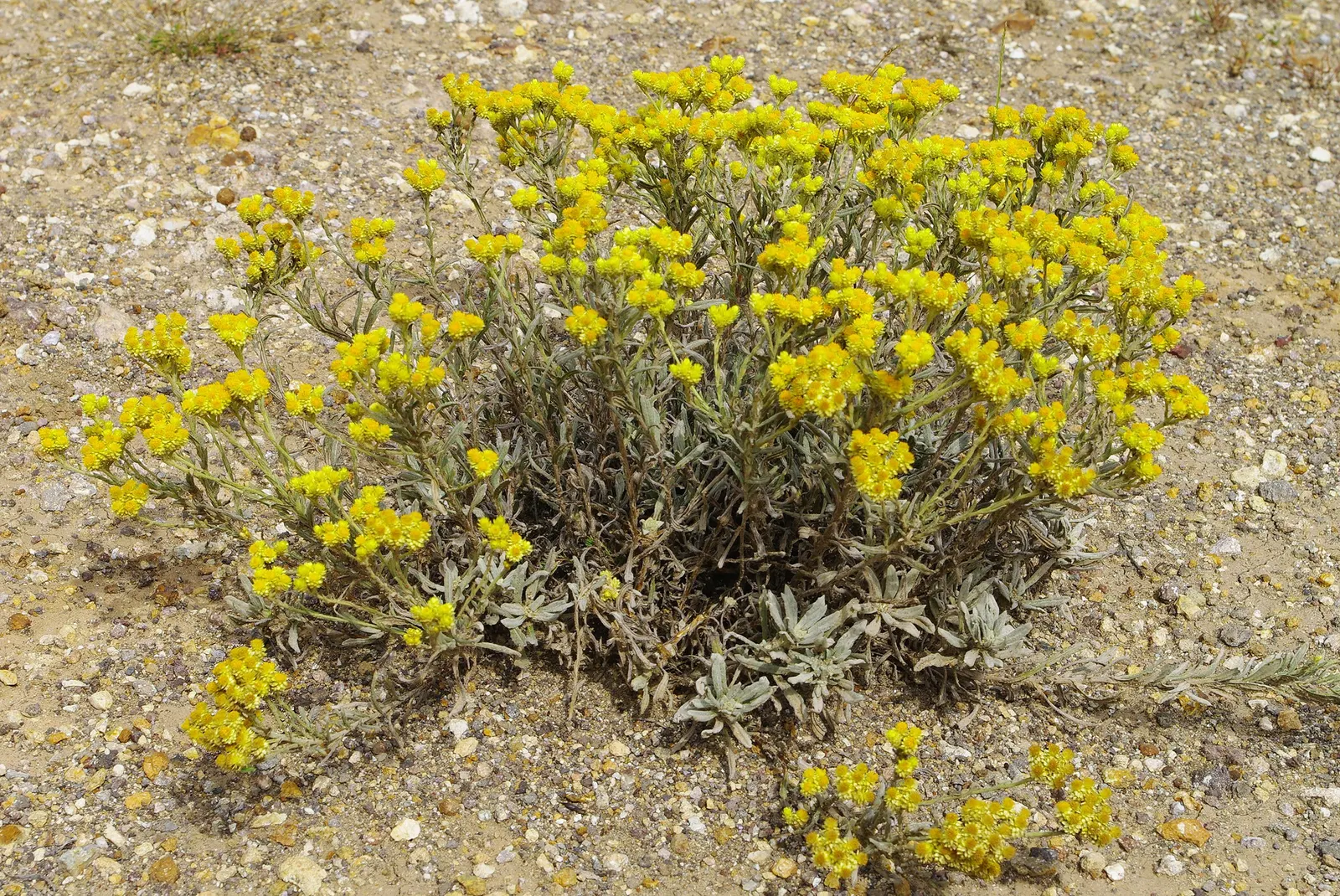Strawflower (Helichrysum Orientale) — offering year-round interest with its evergreen leaves; it\'s surprisingly hardy and can tolerate short, image 84