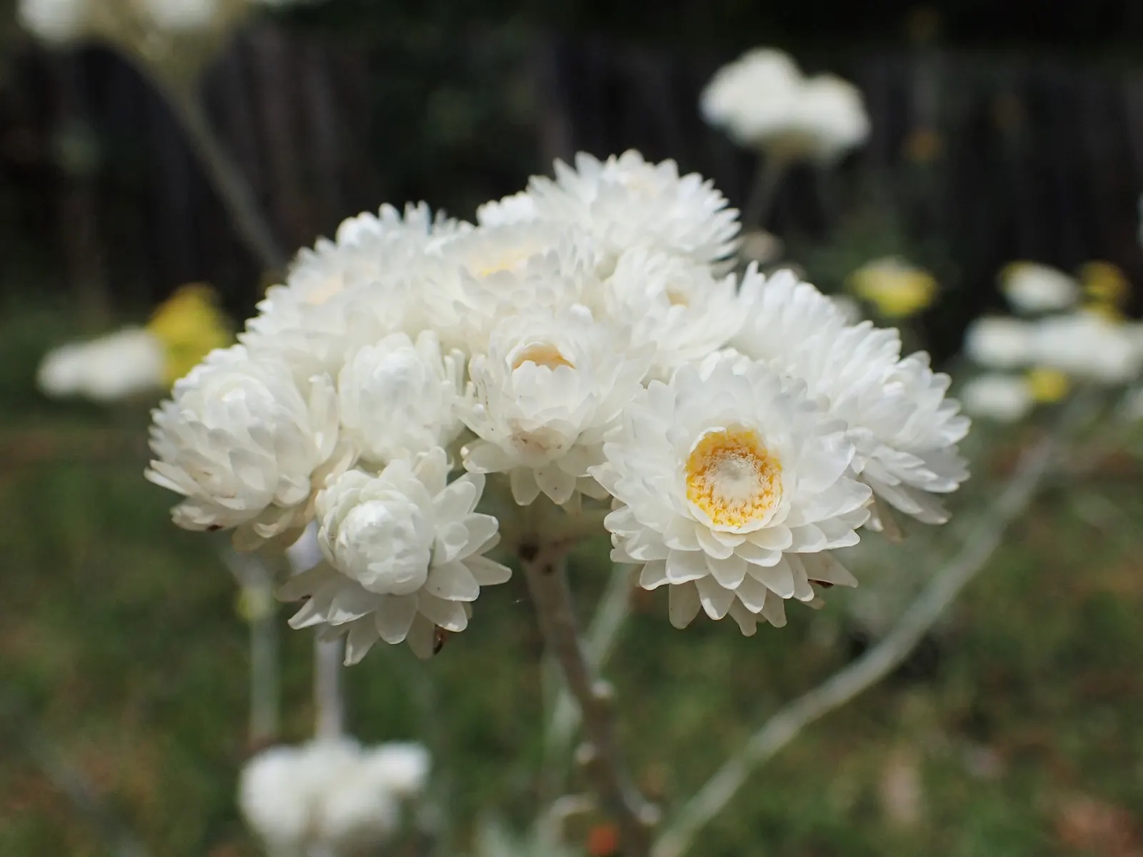 Strawflower (Helichrysum Orientale) — known scientifically as *Helichrysum orientale*; requiring minimal watering once established and being, image 85