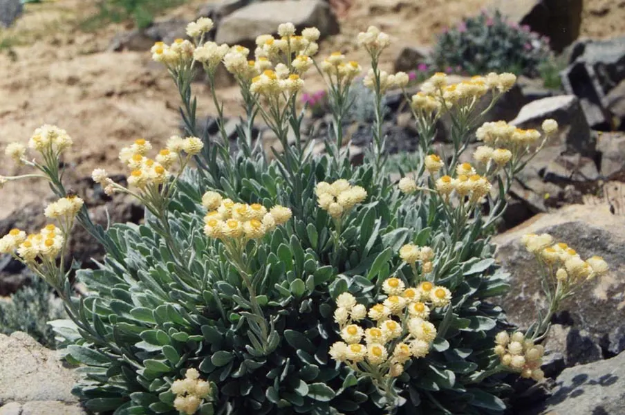 Strawflower (Helichrysum Orientale) — it\'s surprisingly hardy and can tolerate short periods of cold down to USDA zone 6; is an ideal candidate for a sunny