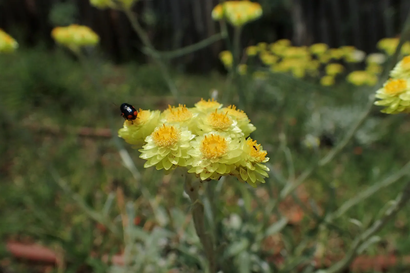 Strawflower (Helichrysum Orientale) — are composed of papery bracts; prefers well-drained soil and full sun to partial shade, image 68