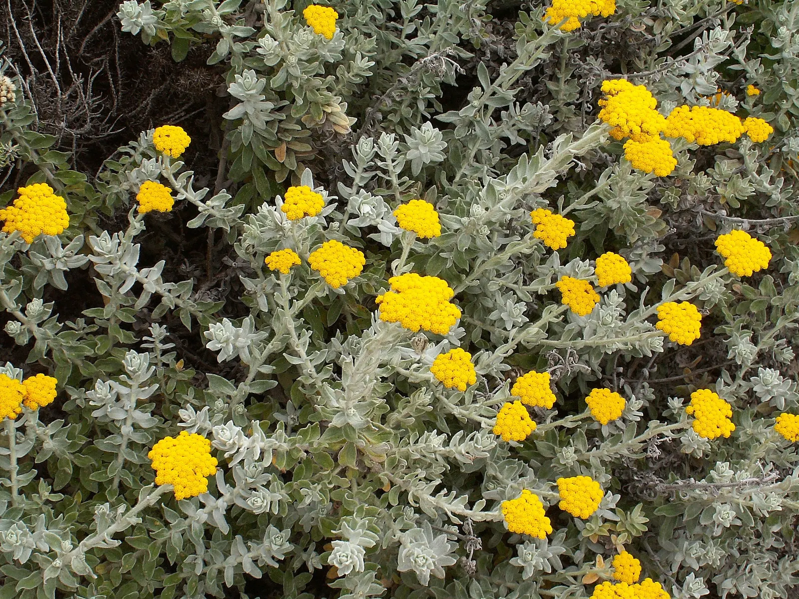 Strawflower (Helichrysum Orientale) — it\'s a low maintenance choice; perennial for full