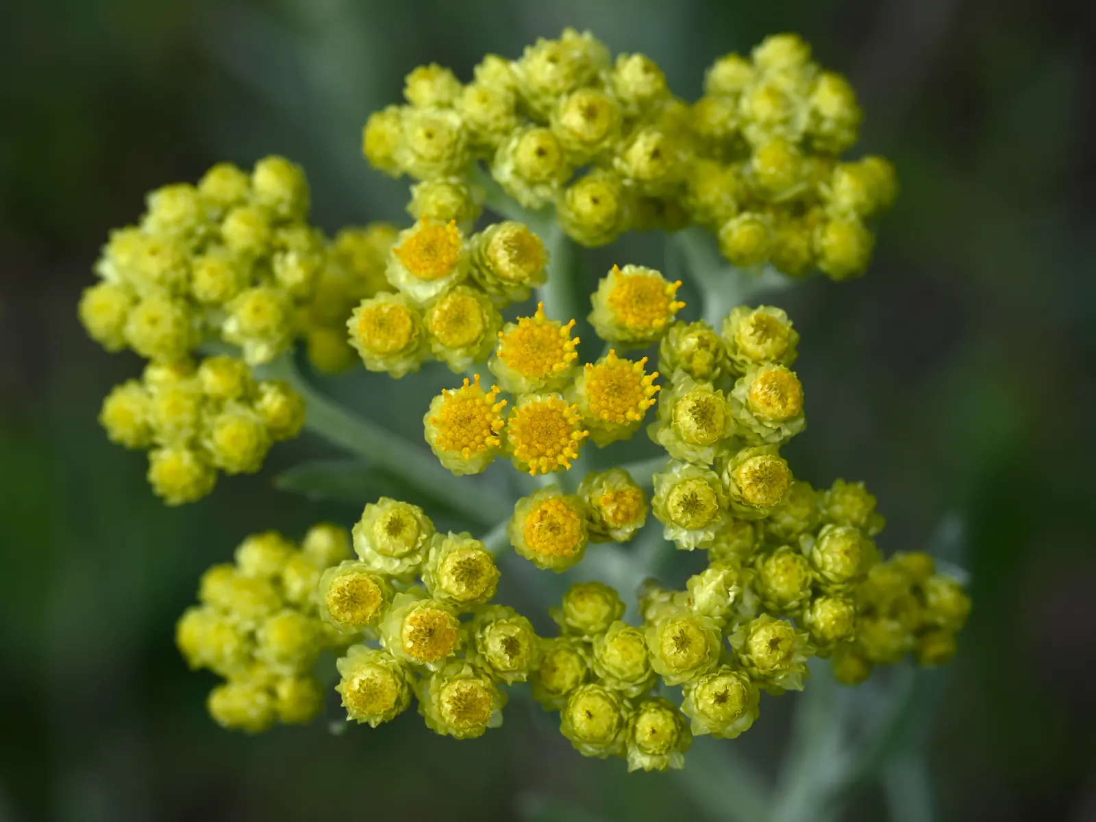 Strawflower (Helichrysum Orientale) — is an ideal candidate for a sunny border or a rock garden accent; approximately 1/2 to 3/4 inch in diameter