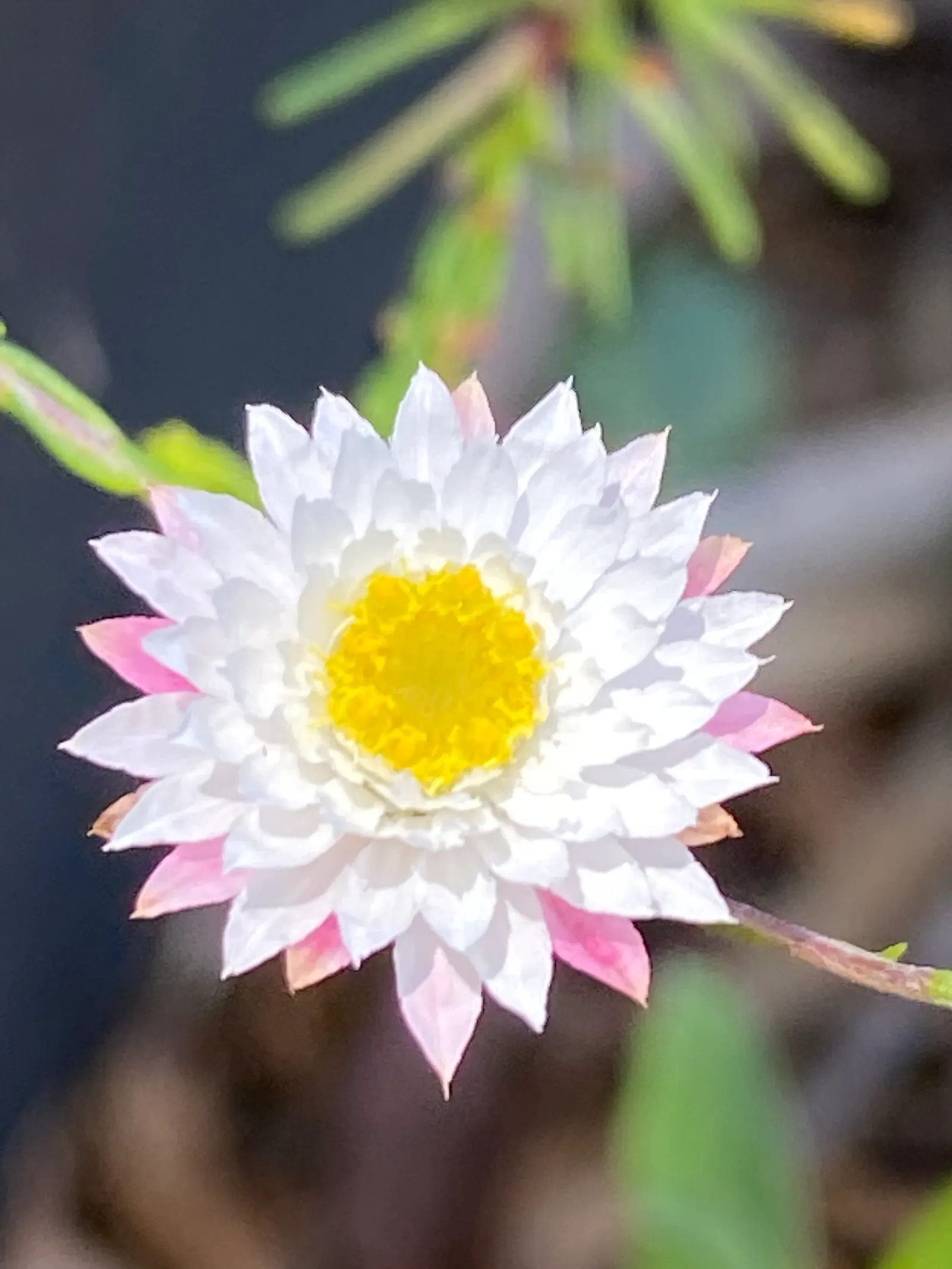 Strawflower (Helichrysum Orientale) — Its aromatic leaves can be used in potpourris or as a dried flower accent; it\'s a low maintenance choice