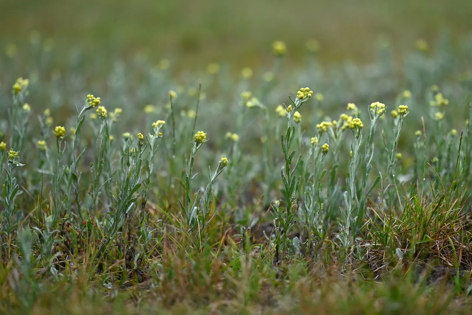 Strawflower (Helichrysum Orientale) — Its aromatic leaves can be used in potpourris or as a dried flower accent
