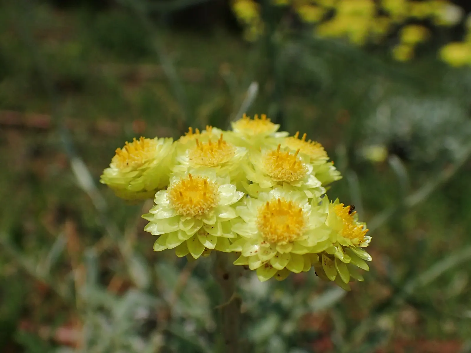 Strawflower (Helichrysum Orientale) — offering year-round interest with its evergreen leaves; it\'s surprisingly hardy and can tolerate short periods of cold
