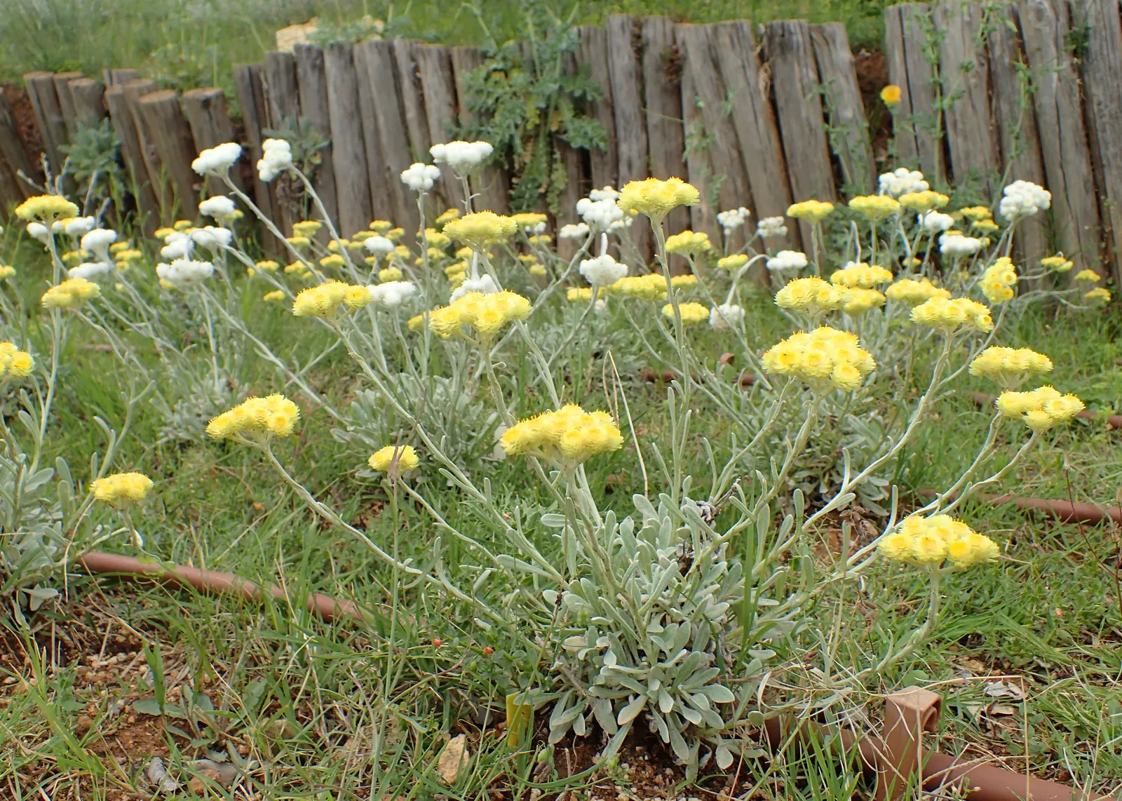Strawflower (Helichrysum Orientale) — are composed of papery bracts; prefers well-drained soil and full sun to partial shade