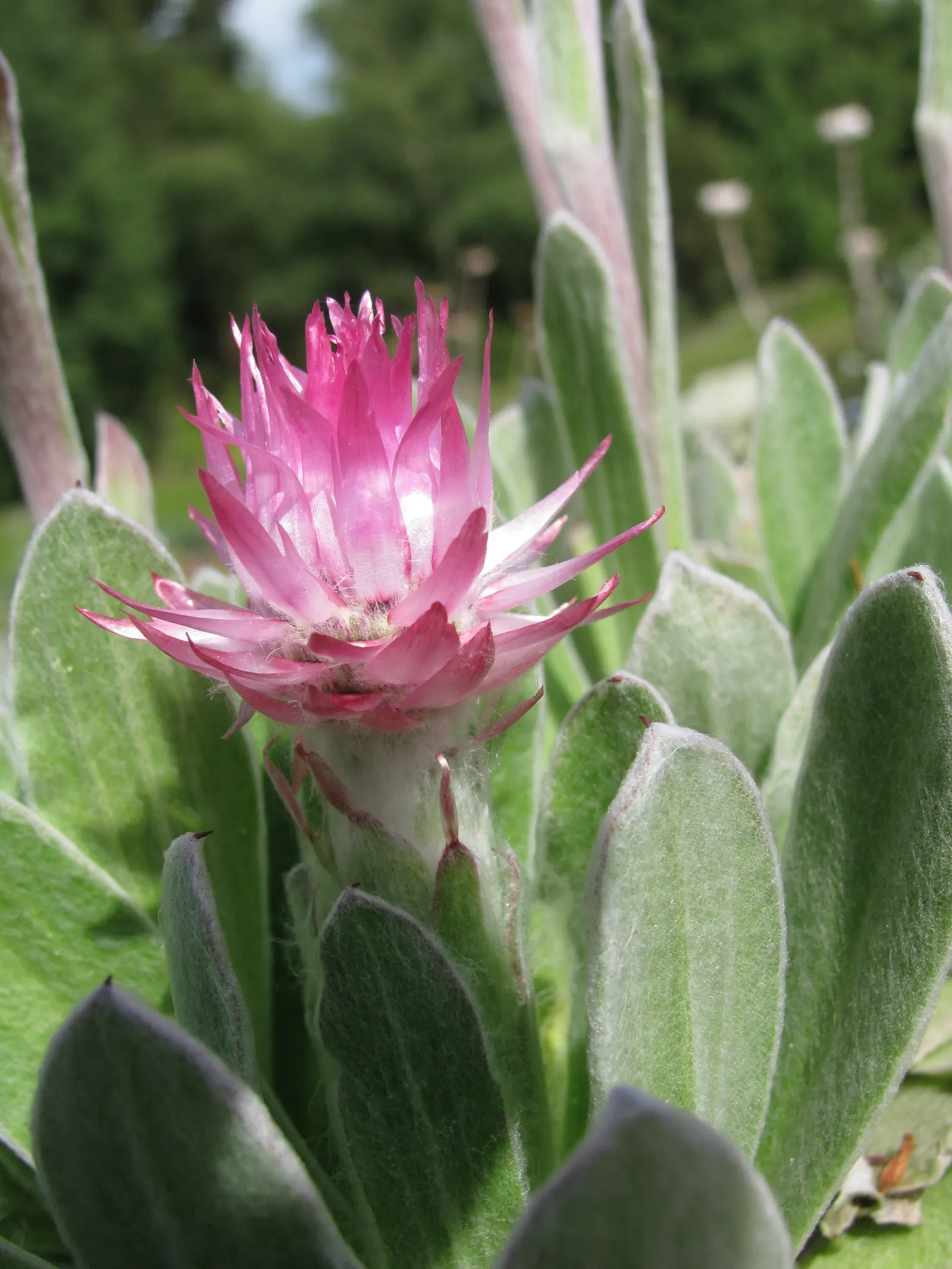 Strawflower (Helichrysum Orientale) — dry-tolerant character and striking appearance; *Helichrysum orientale* will provide long-lasting beauty with, image 74