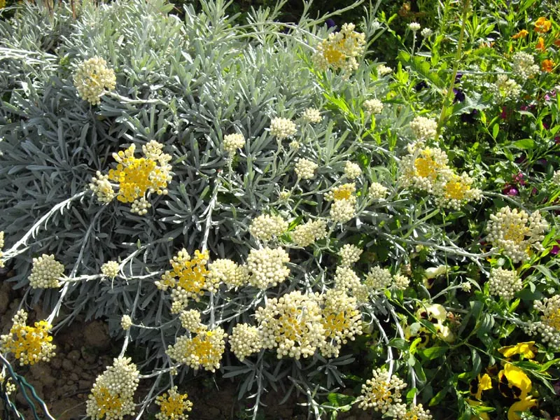 Strawflower (Helichrysum Orientale) — are composed of papery bracts