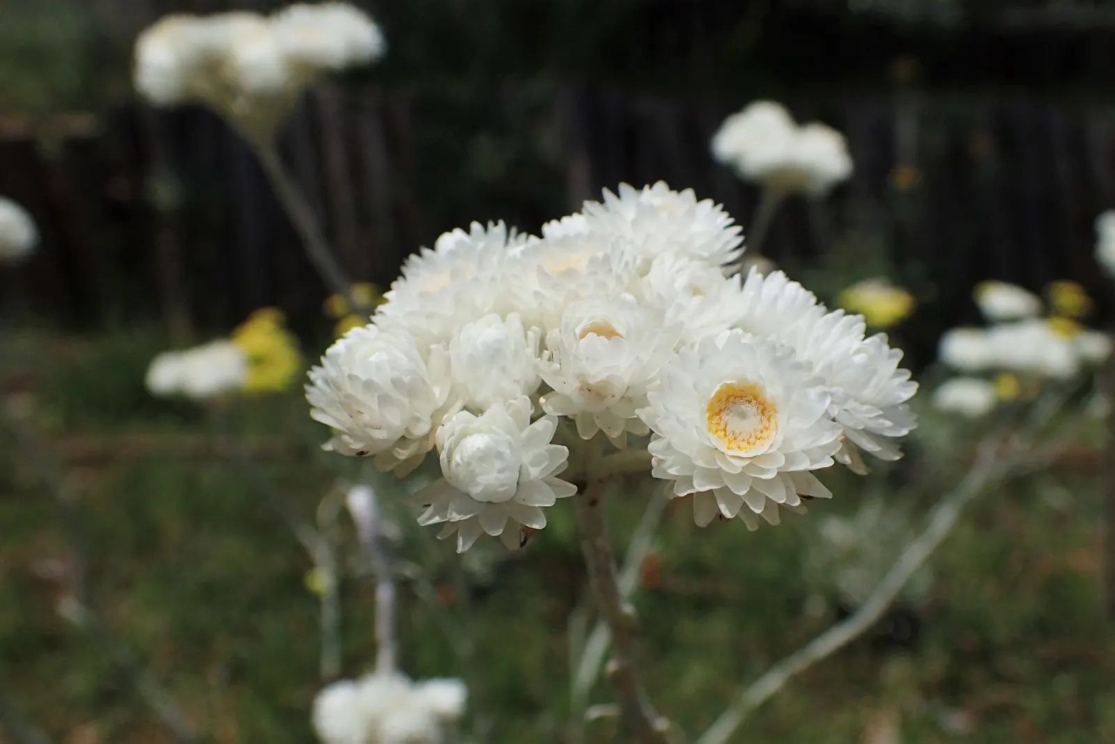 Strawflower (Helichrysum Orientale) — it\'s surprisingly hardy and can tolerate short periods of cold down to USDA zone 6; is an ideal candidate, image 91