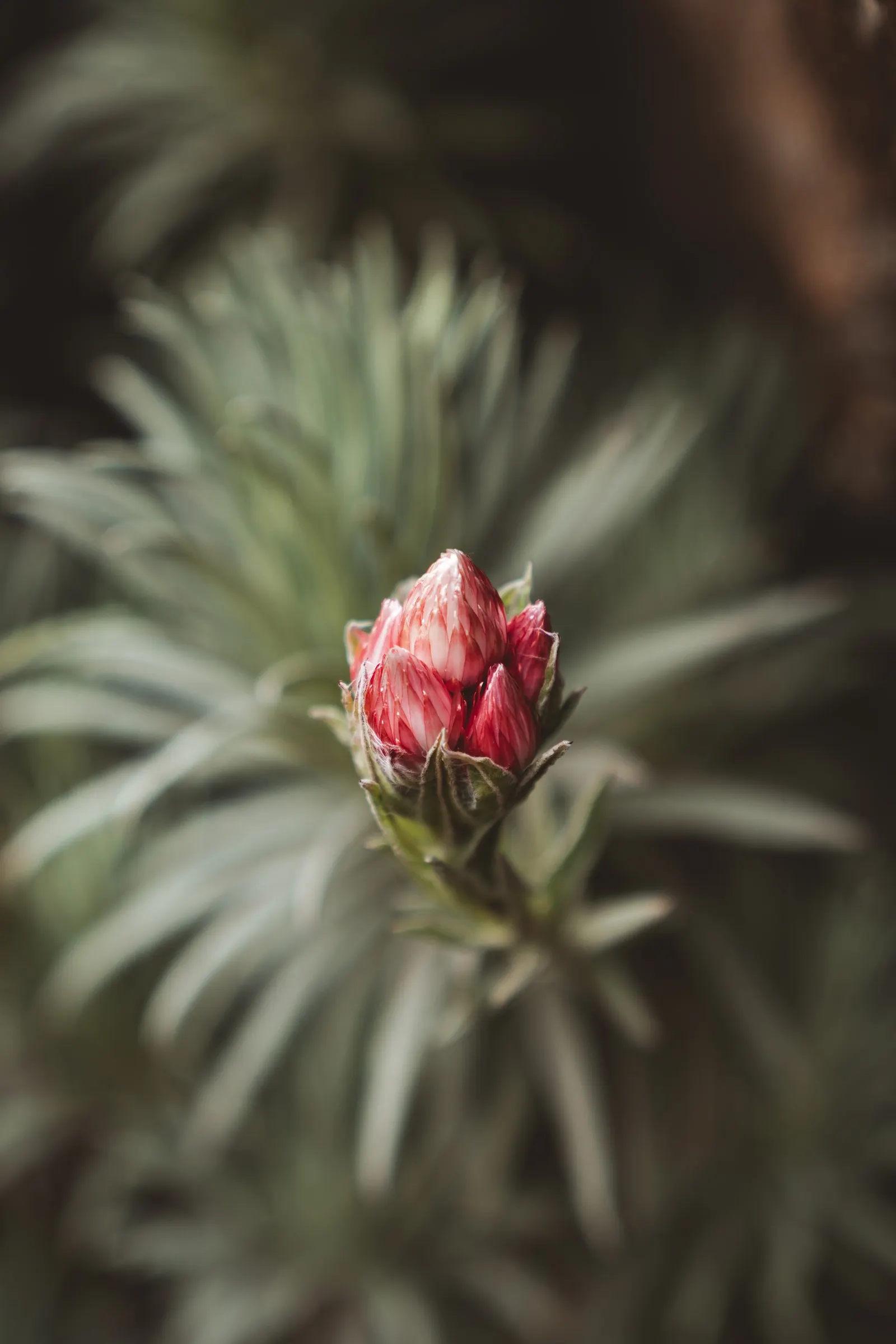 Strawflower (Helichrysum Orientale) — Prefers well-drained soil and full sun to partial shade; offering year-round interest with its evergreen, image 57