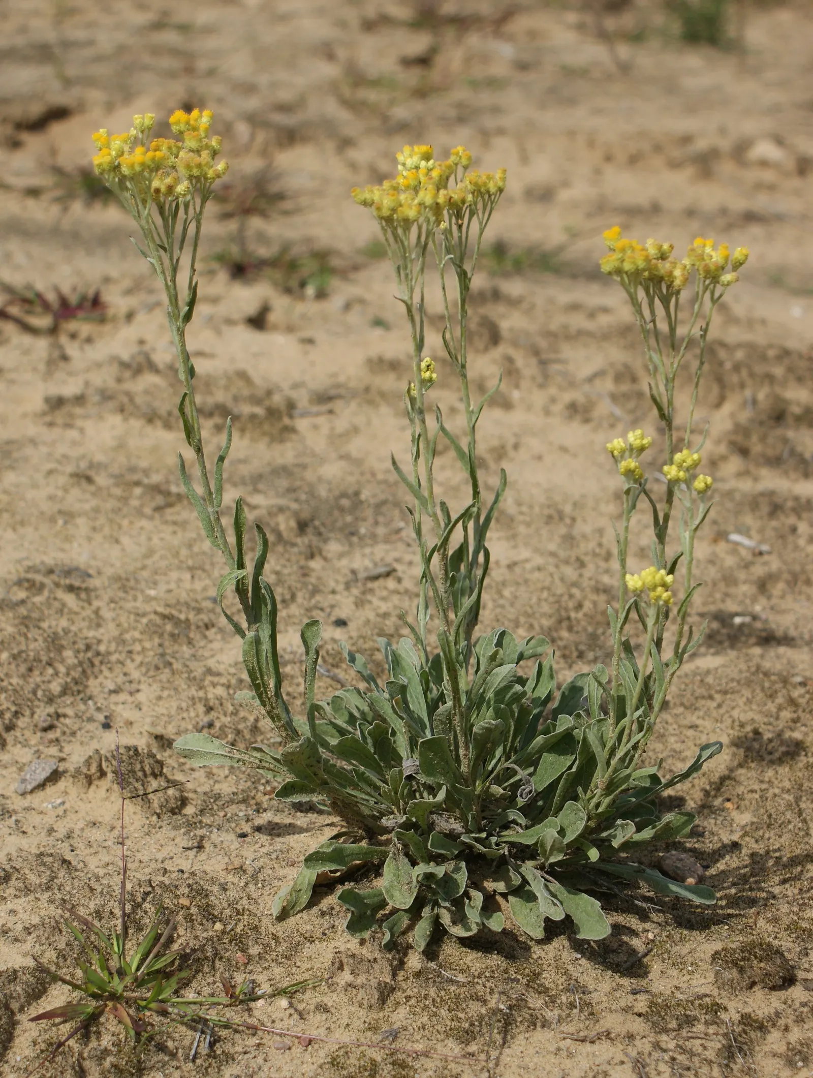 Strawflower (Helichrysum Orientale) — requiring minimal watering once established and being generally pest-resistant.<br><br>For your client; known
