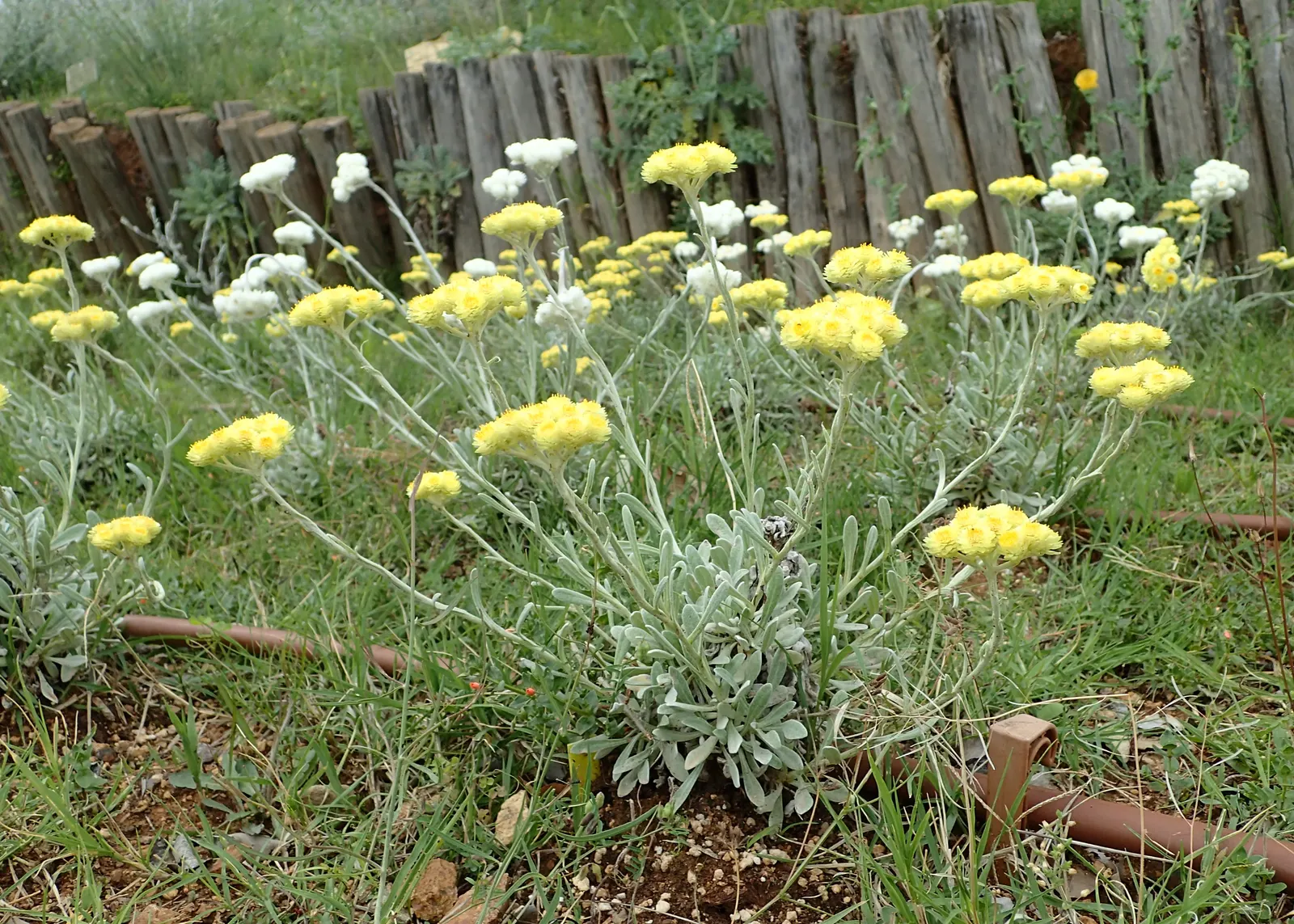 Strawflower (Helichrysum Orientale) — it\'s surprisingly hardy and can tolerate short periods of cold down to USDA zone 6