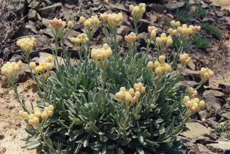 Strawflower (Helichrysum Orientale) — offering year-round interest with its evergreen leaves