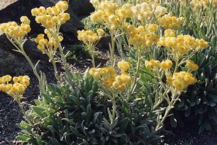 Strawflower (Helichrysum Orientale) — yellow flowers in the garden