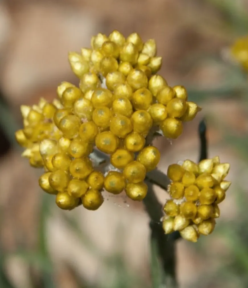 Strawflower (Helichrysum Orientale) — it\'s a low maintenance choice; perennial for full, image 71