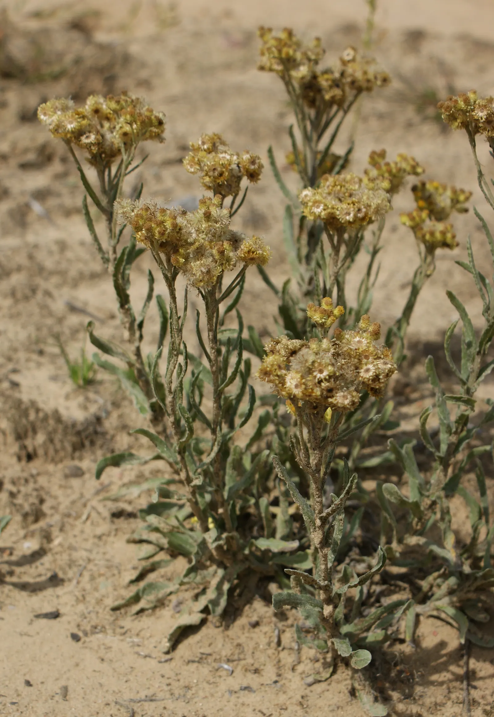 Strawflower (Helichrysum Orientale) — which bloom from mid to late summer