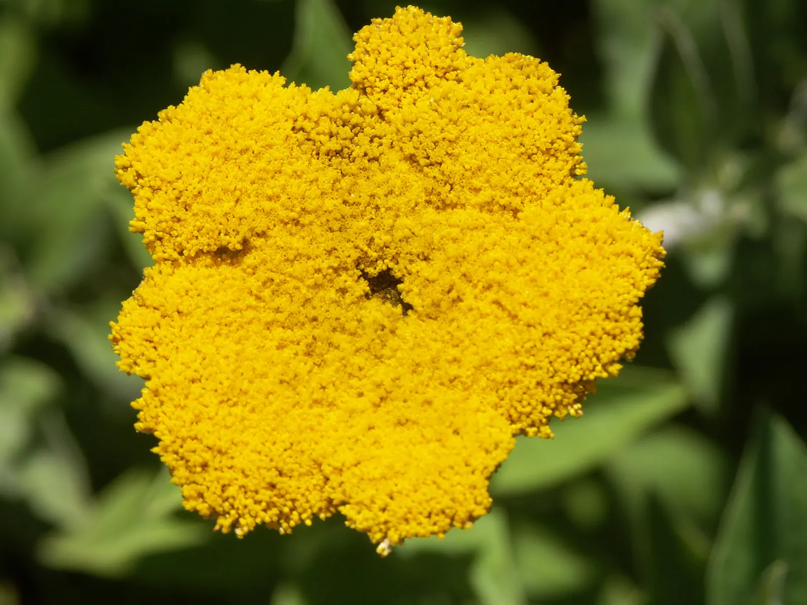 Strawflower (Helichrysum Orientale) — The plant demands well-drained soil and thrives in full sun exposure, reflecting its Mediterranean heritage, image 63