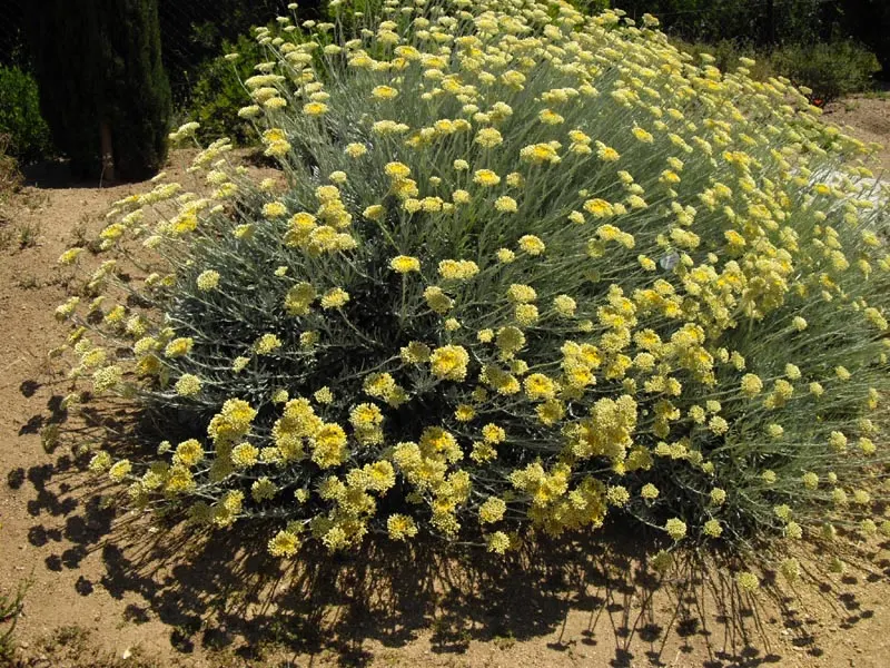 Strawflower (Helichrysum Orientale) — Prefers well-drained soil and full sun to partial shade