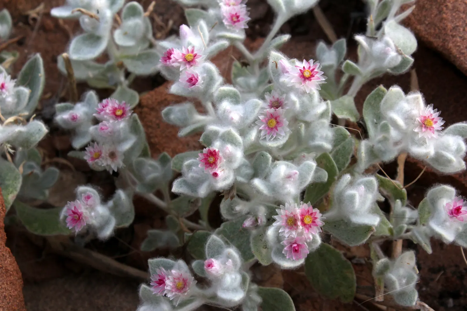 Strawflower (Helichrysum Orientale) — requiring minimal watering once established and being generally pest-resistant.<br><br>For your client; known, image 72