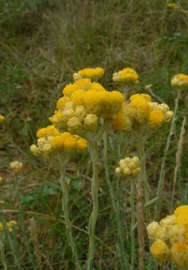 Strawflower (Helichrysum Orientale) — This low-maintenance, drought-tolerant plant is ideal for rock gardens and borders; perennial with yellow, image 56
