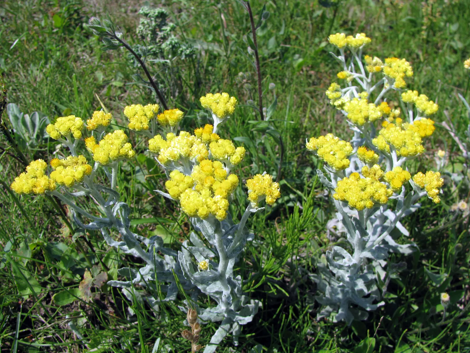 Strawflower (Helichrysum Orientale) — This low-maintenance, drought-tolerant plant is ideal for rock gardens and borders; perennial with yellow, image 82
