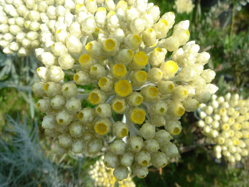 Strawflower (Helichrysum Orientale) — typically maturing to a height of 18 to 24 inches with a similar spread