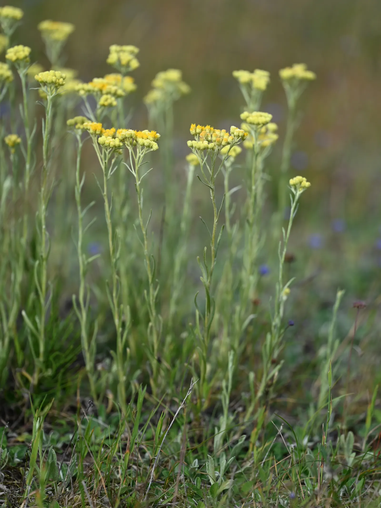 Strawflower (Helichrysum Orientale) — Exhibiting silvery foliage, it forms mounds up to 2 feet wide and 1 foot tall