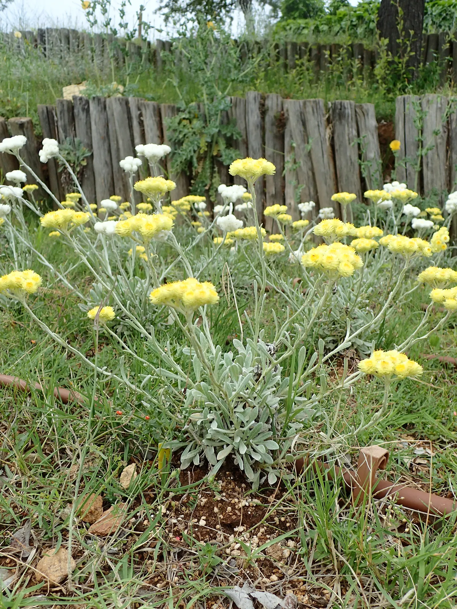 Strawflower (Helichrysum Orientale) — making it a must-have for a low-maintenance yet visually stunning garden composition