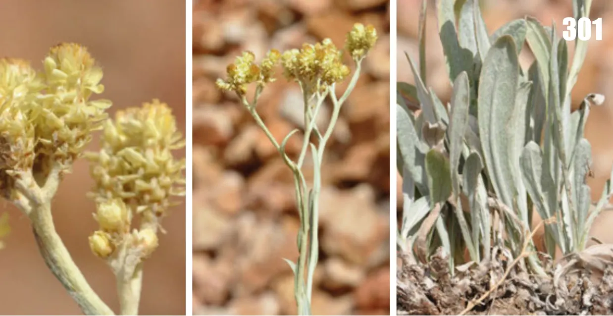 Strawflower (Helichrysum Orientale) — The Nana, Helichrysum orientale, is a perennial that thrives in USDA zones 5-9; this low-maintenance, image 53