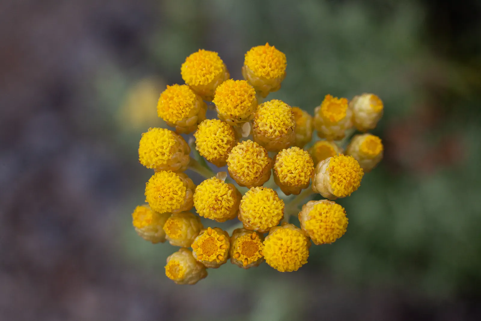 Strawflower (Helichrysum Orientale) — *Helichrysum orientale* will provide long-lasting beauty with its unique; which bloom from mid to late summer, image 73