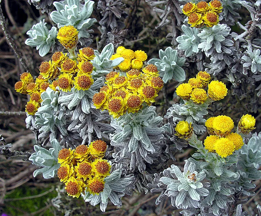 Strawflower (Helichrysum Orientale) — perennial with yellow blooms; are composed of papery bracts