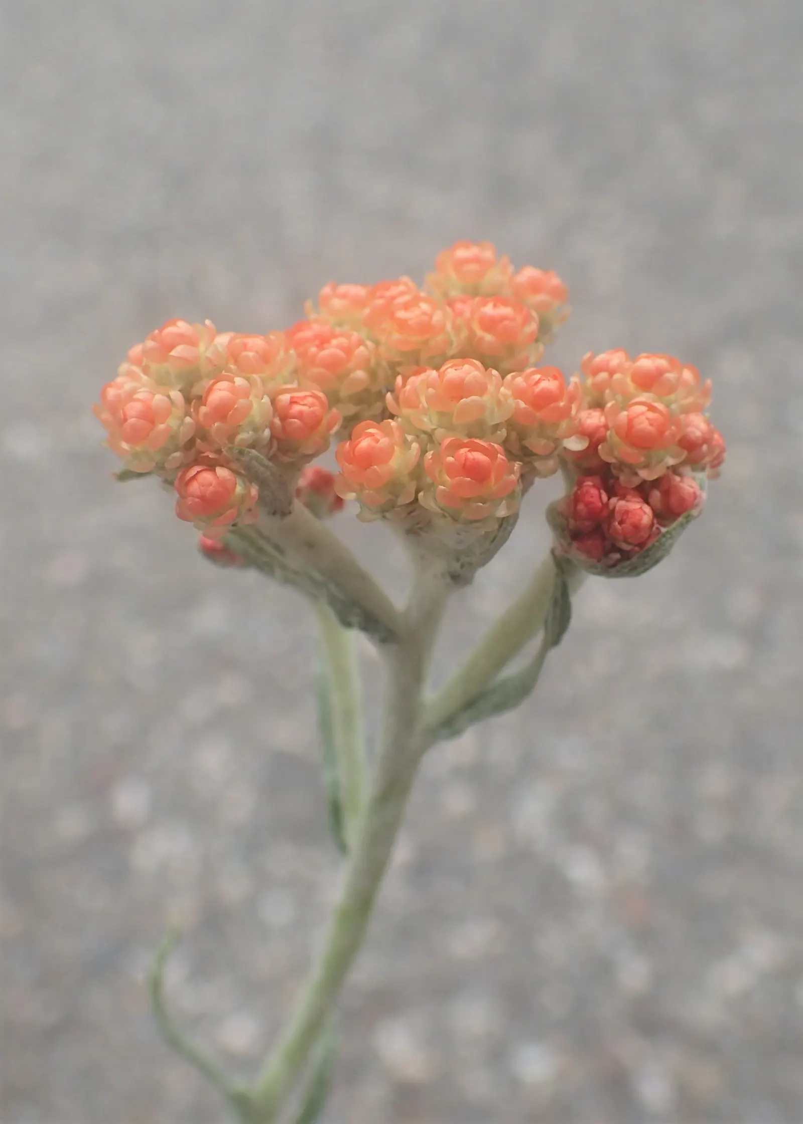 Strawflower (Helichrysum Orientale) — perennial with yellow blooms; are composed of papery bracts, image 77