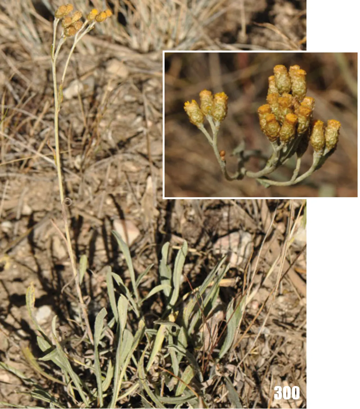 Strawflower (Helichrysum Orientale) — Exhibiting silvery foliage, it forms mounds up to 2 feet wide and 1 foot tall; the plant demands well-drained soil and