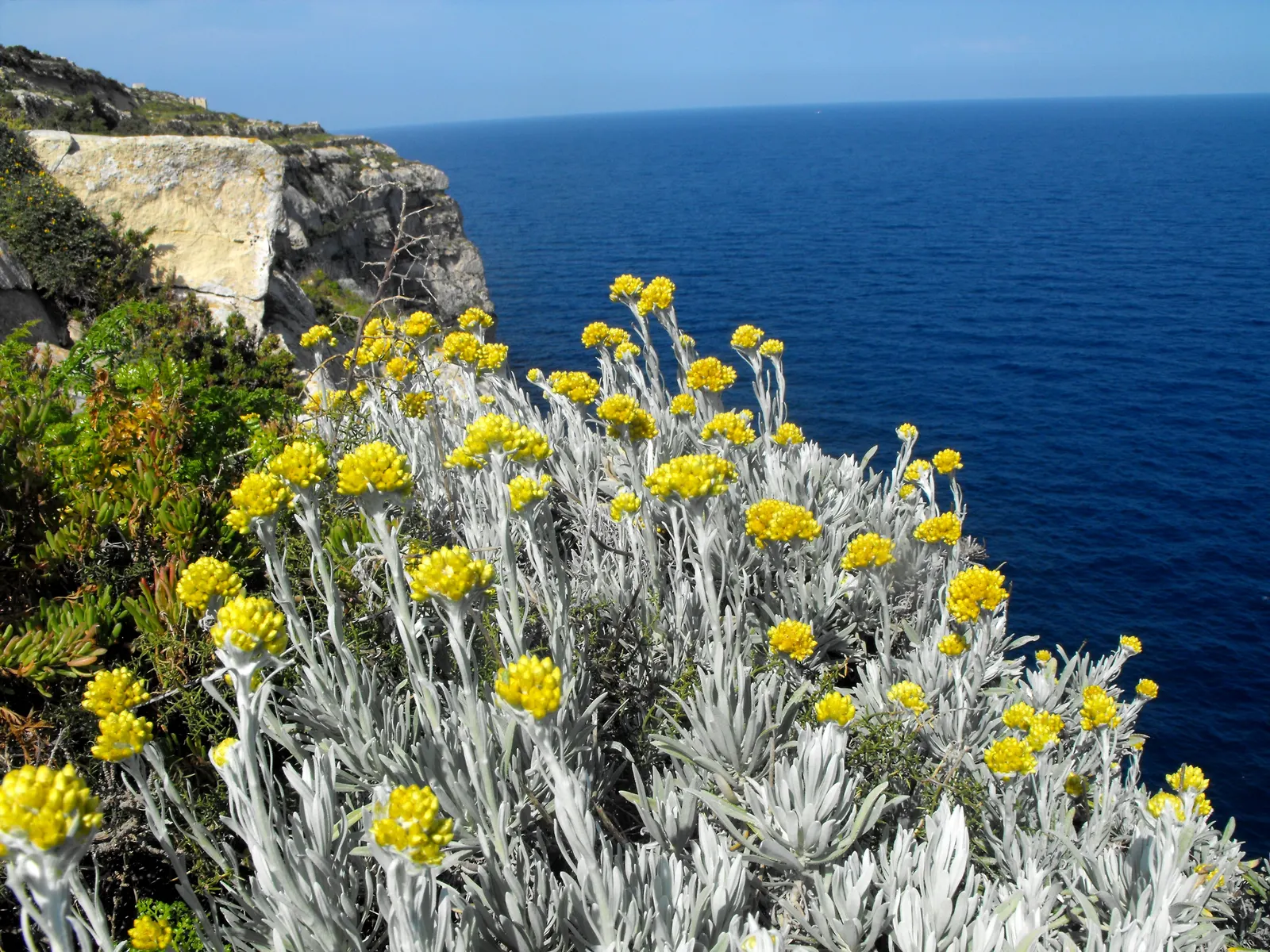 Strawflower (Helichrysum Orientale) — is a perennial herb renowned for its striking golden-yellow flowers and unique silver-green foliage; the Nana, image 86
