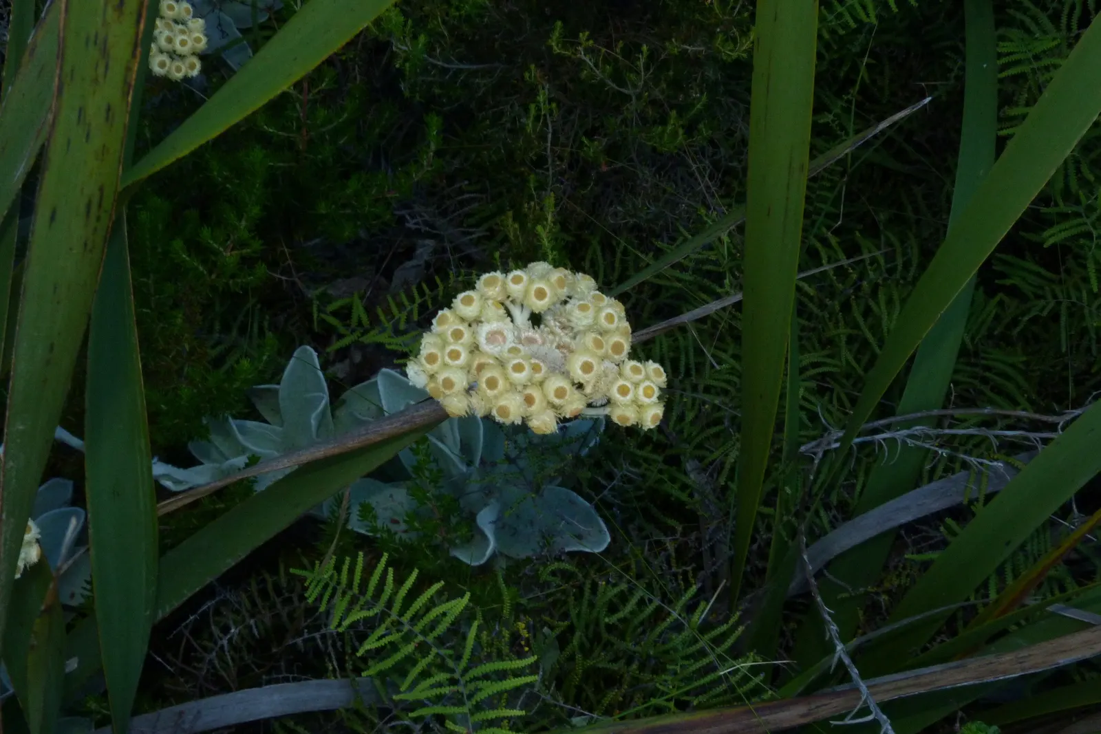 Strawflower (Helichrysum Orientale) — is a perennial herb renowned for its striking golden-yellow flowers and unique silver-green foliage