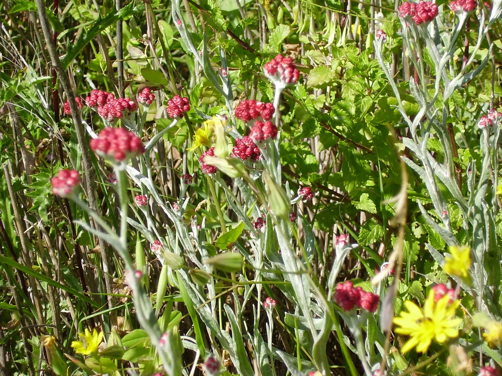 Strawflower (Helichrysum Orientale) — Exhibiting silvery foliage, it forms mounds up to 2 feet wide and 1 foot tall; the plant demands well-drained, image 80