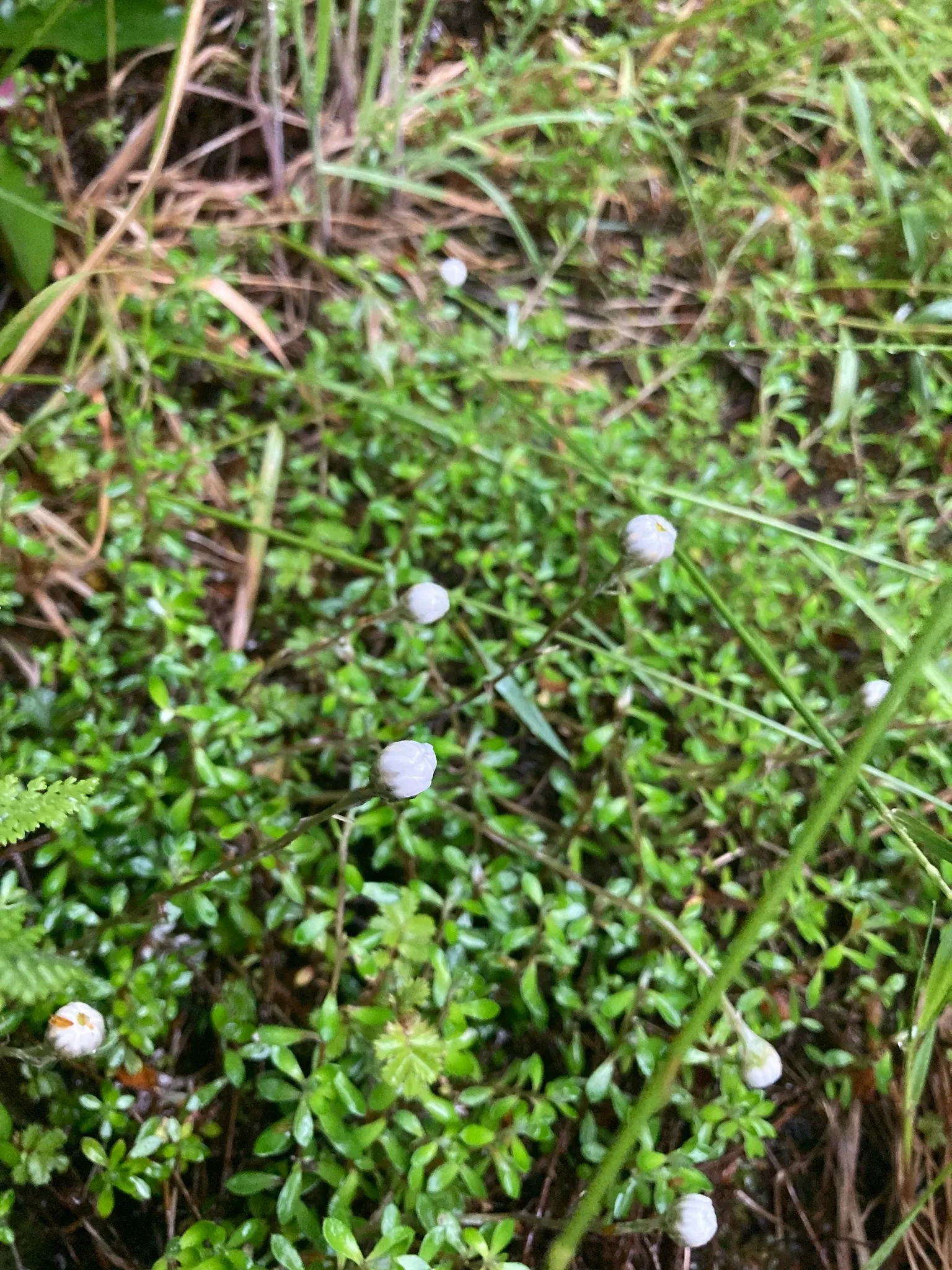 Strawflower (Helichrysum Orientale) — perennial for full