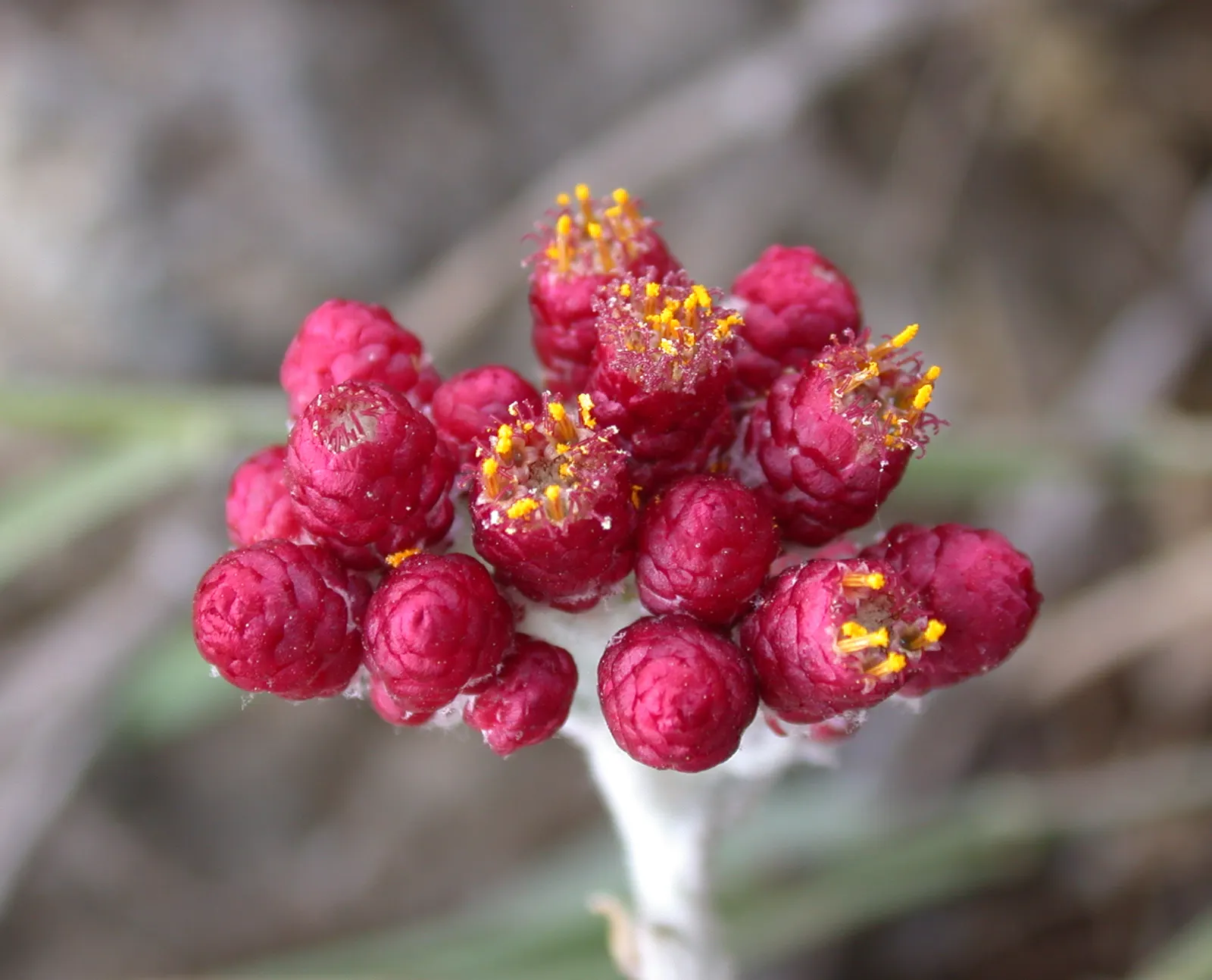 Strawflower (Helichrysum Orientale) — It sports clusters of tiny yellow flowers in summer, which attract pollinators