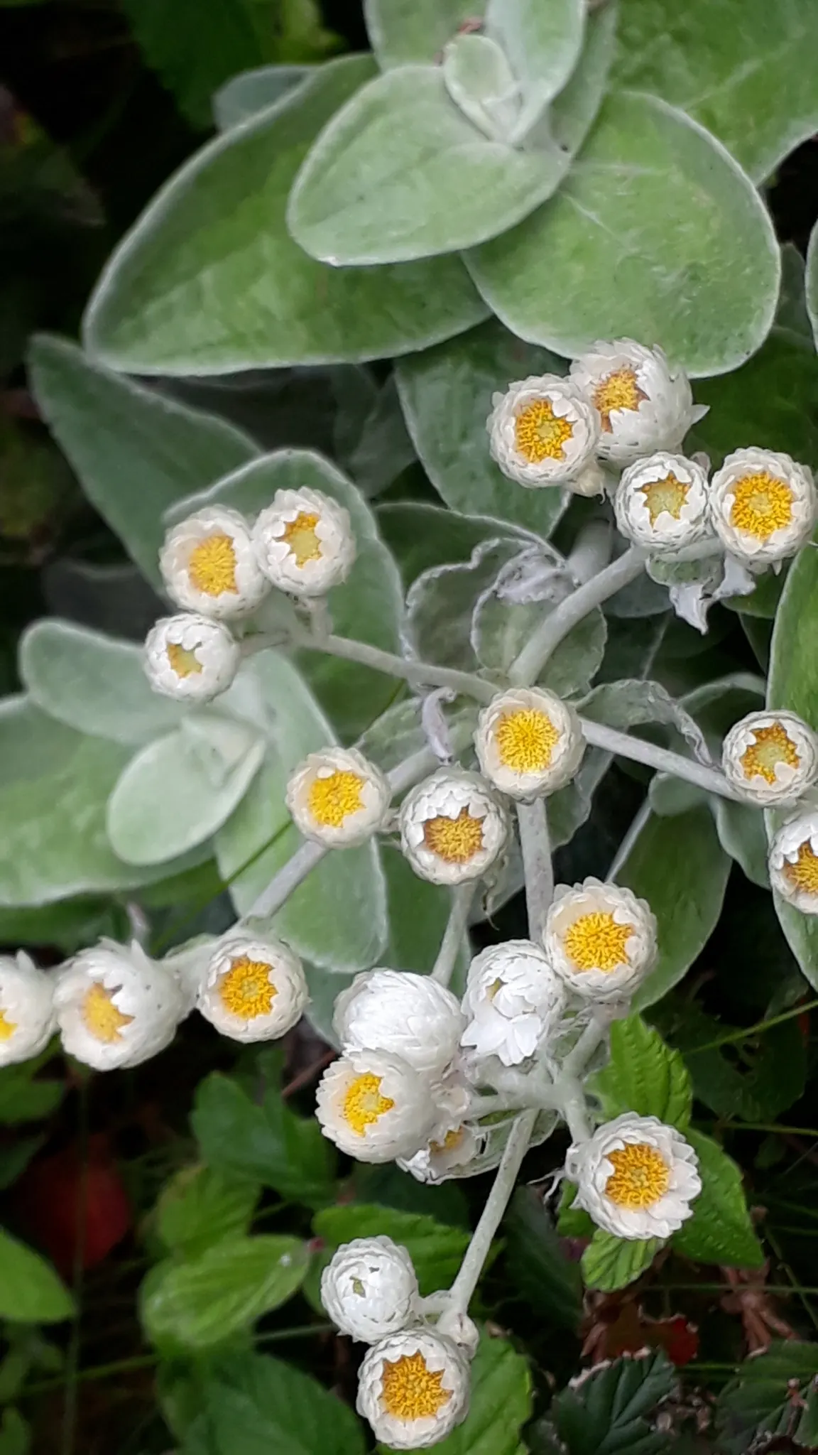 Strawflower (Helichrysum Orientale) — Though it prefers these dry; it sports clusters of tiny yellow flowers in summer, which attract pollinators, image 90